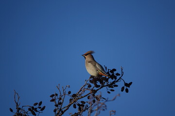 waxwing (Bombycilla garrulus) set against blue winter sky