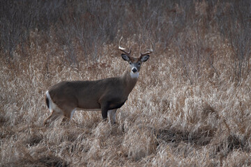 Whitetail buck looking back