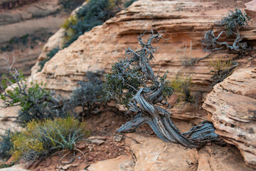 Plants growing in rock cracks, Stone desert landscape and view of red eroded rocks, Canyon de Chelly National Monument,  Arizona
