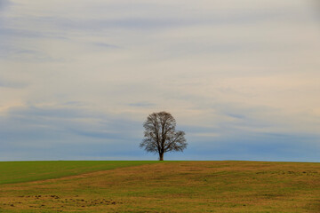 Single tree in the field in winter under a cloudy sky near Mittelstätten near Schwabmünchen in Bavaria