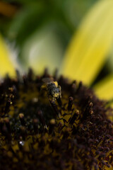 Bee in close on the sunflower plant