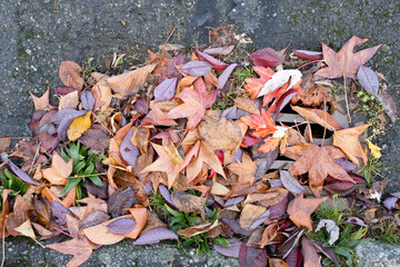 Autumn leaves blocking storm drain on roadway corner