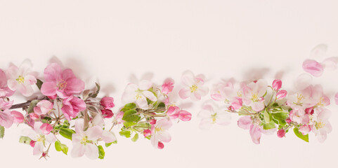 pink and white apple flowers on white background - obrazy, fototapety, plakaty