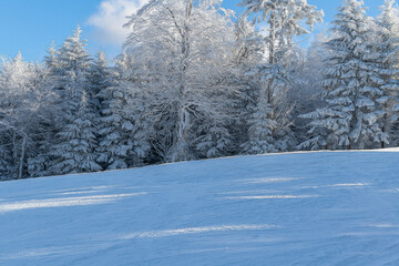 Fototapeta premium Frozen trees along the ski trail