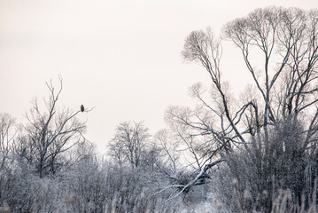 white-tailed eagle (Haliaeetus albicilla) on branch in the winter, Estonia