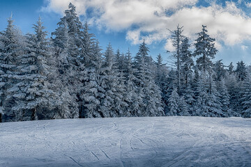 Frozen trees along the ski trail with blue sky