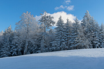 Obraz premium Frozen trees along the ski trail with white cloud