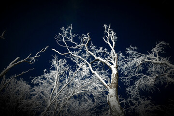 Snow covered trees against blue sky paintography