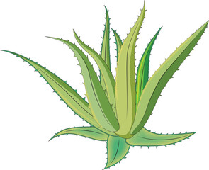 Aloevera isolated on white background