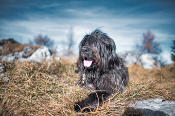 Black shepherd dog from the Bergamo mountains