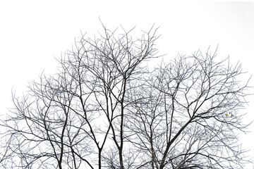 Fototapeta na wymiar silhouette of a tree with a winter atmosphere