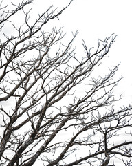 silhouette of a tree with a winter atmosphere