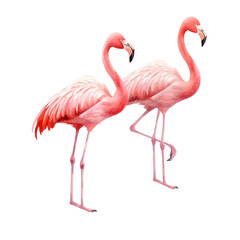 Naklejka premium pink flamingo isolated on white