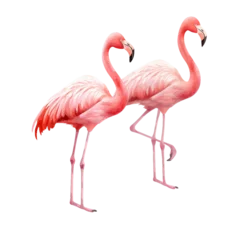 Fotobehang pink flamingo isolated on white © Anum