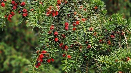 Branches of Taxus baccata or European yew tree, with red berries.