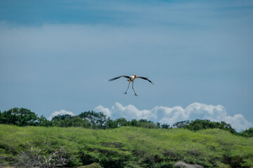 The greater adjutant is a member of the stork family, Ciconiidae. Its genus includes the lesser adjutant of Asia and the marabou stork of Africa.
