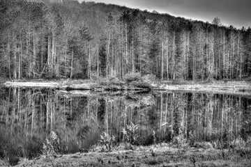 Harsh reflection of trees in water