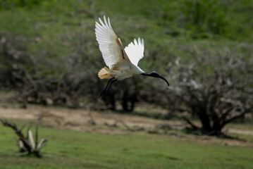 Threskiornis melanocephalus is a species of ibis from the ibis family. It is a bird native to Asia and lives in India, Pakistan, Myanmar and Thailand.