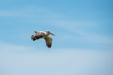 Pelecanus philippensis is a very large water bird species from the pelicans family. It spends its...