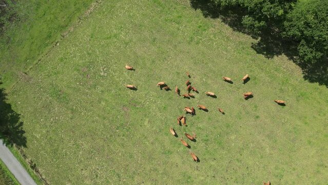 Vue &agrave; la verticale d'un troupeau de vaches au champ, Corr&egrave;ze, plateau de Millevaches