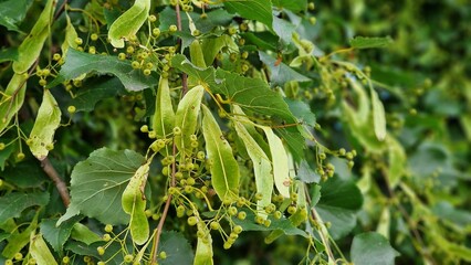 Linden tree branches with green leaves and fruits, on a sunny summer day. Tilia cordata.