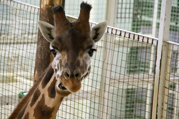 Close up of the head of a giraffe in a zoo indoor shelter