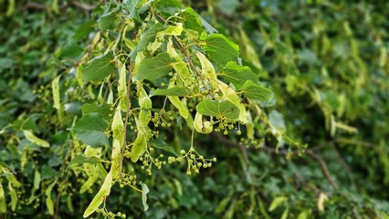 Linden tree branches with green leaves and fruits, on a sunny summer day. Tilia cordata.