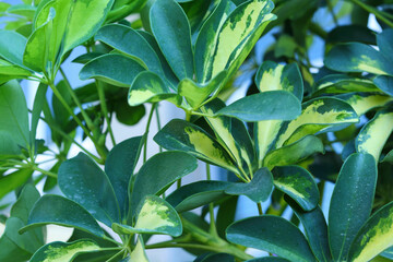 Verigated leaves of a Schefflera Arboricola or an umbrella tree. Exotic green leaves. Closeup of umbrella plant. Schefflera Arboricola ornamental plant with yellow green leaves. Spring background.