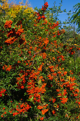 Scarlet firethorn with orange berries