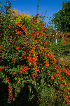 Scarlet firethorn with orange berries