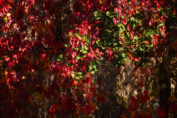 Virginia creeper (Parthenocissus quinquefolia) leaves and fruits