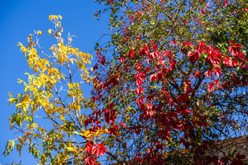 Virginia creeper (Parthenocissus quinquefolia) leaves and fruits