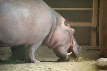 Hippopotamus eating hay in a zoo