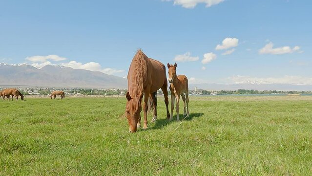 Foal with mother. Chestnut mare with foal in field. Horses like mustangs graze on clean alpine meadows in a mountain valley. Mountain horse farm scene. Horses in mountains