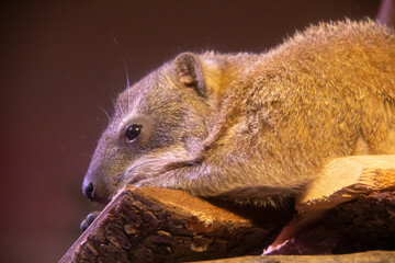 Portrait of a relaxing rodent 