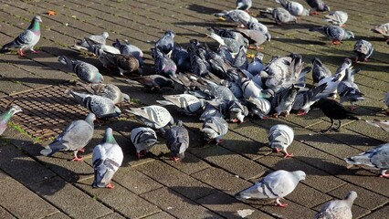 A flock of pigeons also called city doves, eating seeds, on the pavement in the city square.
