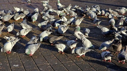 A flock of pigeons also called city doves, eating seeds, on the pavement in the city square.