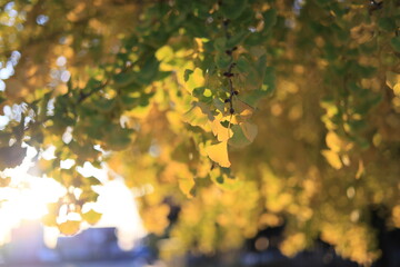leaves