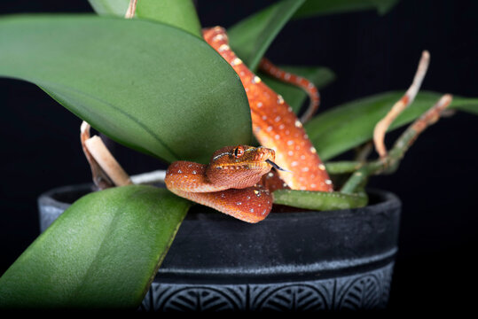 Green Tree Python 