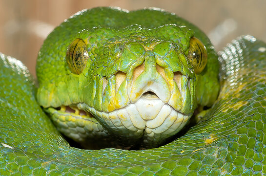 Green Tree Python 