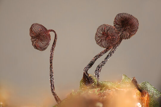Cribraria cancellata, a slime mold from Finland, microscope image