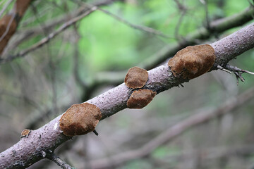 Phellinus abietis, a bracket fungus from Finland, no common English name