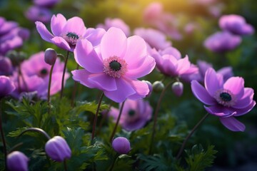 purple flowers in the garden