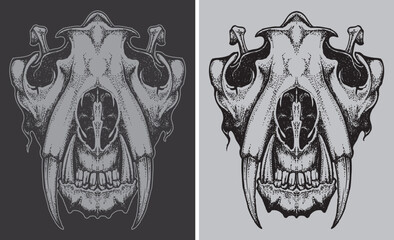 Smilodon skull hand draw vector illustration in black white