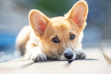 Adorable Pembroke Welsh Corgi puppy with huge ears and puppy dog eyes laying in a park on a...
