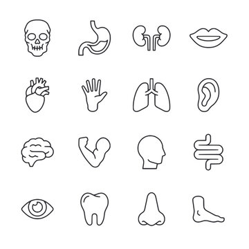 Human Body Parts icon set
