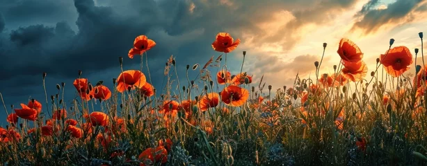 Fotobehang Beautiful poppies in the field at sunset. Nature composition. © lublubachka