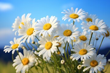 Fototapeta premium A bunch of white daisy and chamomile flowers