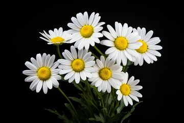 A bunch of white daisy and chamomile flowers