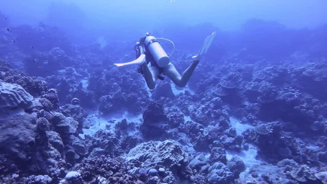 underwater view of a female woman scuba diver swimming wearing diving gear equipment of bcd regulator fin and mask around Orbicella faveolat mountainous star coral colony at the depth deep ocean sea